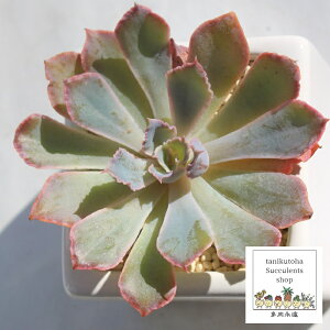 lIu[J[ GPxA MTCY 6cm|bg ؍c Echeveria NEON BRAKER KN A `^ [bg^Cv ꂢ 킢 ϗtA