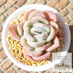 Yx[ACX ixt GPxA 5.5cm|bg Echeveria cv 'raspberry ice' KN A `^ [bg^Cv ꂢ 킢 ϗtA