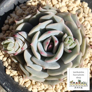 [ GPxA MTCY6cm|bg ؍c Echeveria KOHAKU KN A `^ [bg^Cv ꂢ 킢