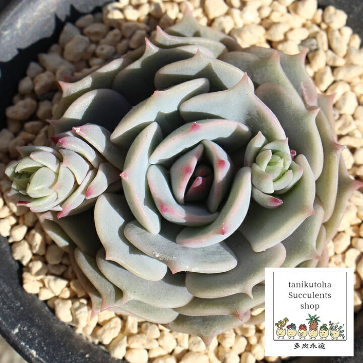 楽天市場】ローラ エケベリア Mサイズ6cmポット 韓国苗 Echeveria 