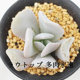 ラウトップ エケベリア Mサイズ 6cmポット 薔薇咲 多肉植物 小〜中型種