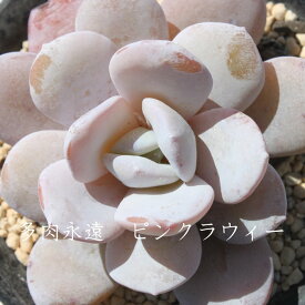 ピンクラウィーエケベリア Mサイズ6cmポット Echeveria PINK LAUII 薔薇咲 多肉植物 小〜中型種 ロゼットタイプ きれい かわいい