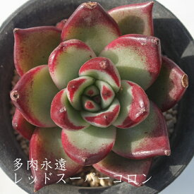 レッドスーパーコロン エケベリア Mサイズ6cmポット 韓国苗 Echeveria Red super coron 薔薇咲 ロゼット 多肉植物