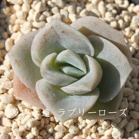 ラブリーローズ エケベリア Mサイズ6cmポット 韓国苗 Echeveria LOVELY ROSE 薔薇咲 多肉植物 小〜中型種 葉を重ねるタイプ きれい かわいい