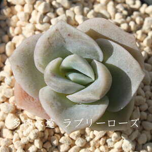 u[[Y GPxA MTCY6cm|bg ؍c Echeveria lovely rose KN A `^ td˂^Cv