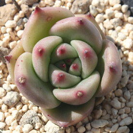 楽天市場 多肉植物 赤の通販