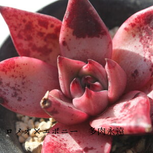 I×G{j[ GPxA MTCY6cm|bg ؍c Echeveria KN [bg A