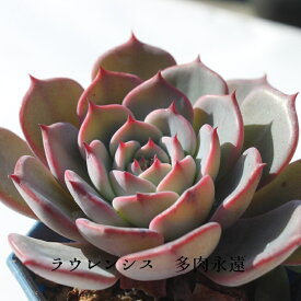 ラウレンシス エケベリア Mサイズ6cmポット 韓国苗 Echeveria 薔薇咲 ロゼット 多肉植物