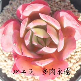 ルエラ エケベリア Mサイズ6cmポット 韓国苗 Echeveria LUELLA 薔薇咲 多肉植物 小〜中型種 ロゼットタイプ きれい かわいい
