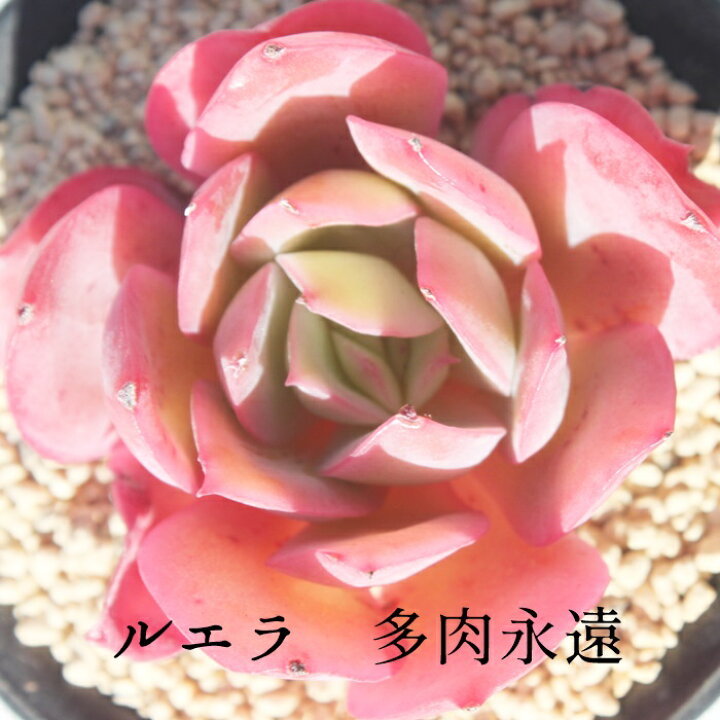 楽天市場】ルエラ エケベリア Mサイズ6cmポット 韓国苗 Echeveria 