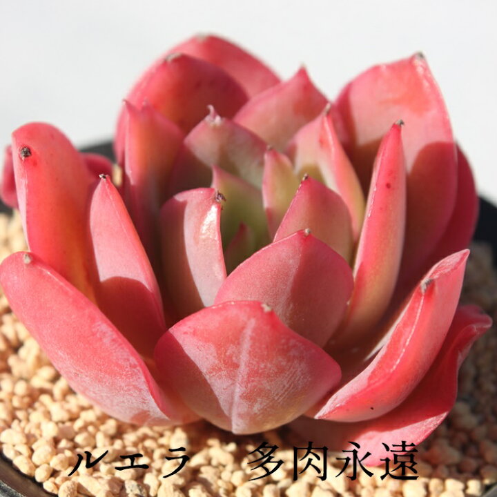楽天市場】ルエラ エケベリア Mサイズ6cmポット 韓国苗 Echeveria 