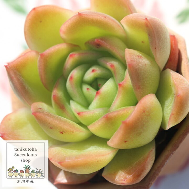 楽天市場】ラズアガ Mサイズ エケベリア 韓国苗 Echeveria RASAGA 薔薇 
