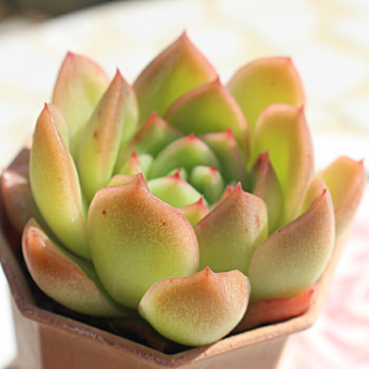 楽天市場】ラズアガ Mサイズ エケベリア 韓国苗 Echeveria RASAGA 薔薇 