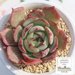 ut@CA[ 5.5cm|bg GPxA Echeveria love fire KN A `^ [bg^Cv ꂢ 킢 ϗtA