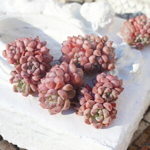 bL[ou GPxA MTCY5.5cm|bg ؍c Echeveria lucky bubble A ɏ^ ꂢ 킢