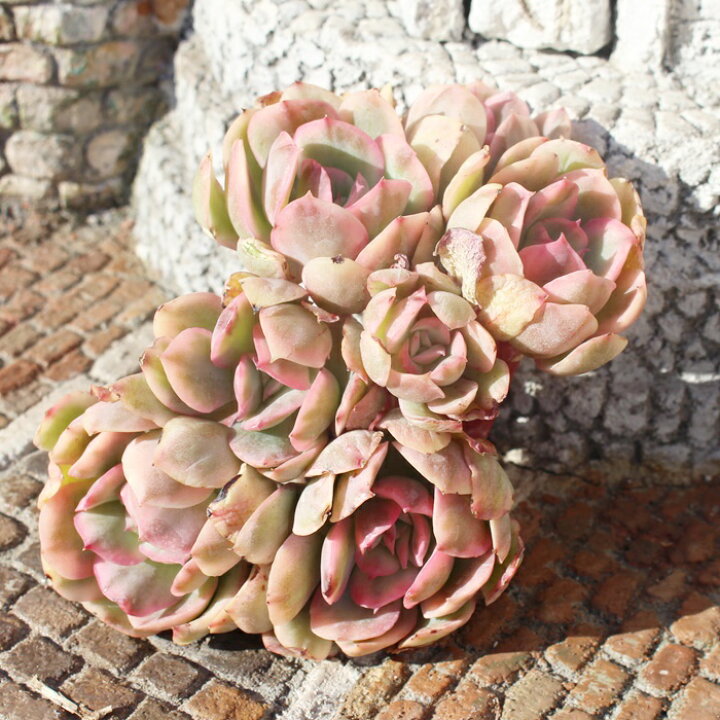 楽天市場】ルエラ錦 エケベリア Mサイズ5.5cmポット 韓国苗 Echeveria 