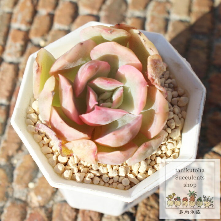 楽天市場】ルエラ錦 エケベリア Mサイズ5.5cmポット 韓国苗 Echeveria 