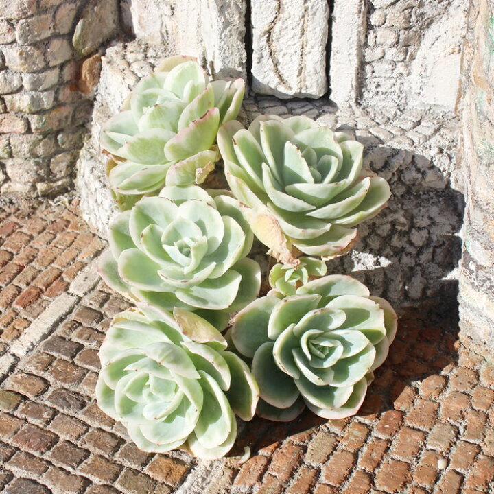 楽天市場】レモンローズ錦 エケベリア Mサイズ5.5cmポット 韓国苗  