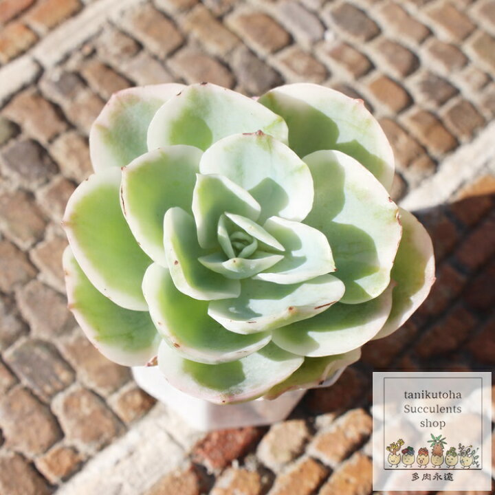 楽天市場】レモンローズ錦 エケベリア Mサイズ5.5cmポット 韓国苗  