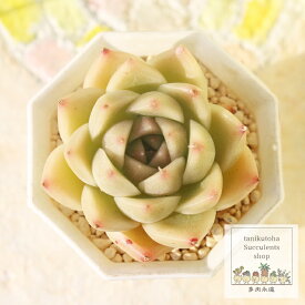 檸檬大福 永遠ラベル付き エケベリア Mサイズ5.5cmポット Echeveria remondaifuku 薔薇咲 多肉植物 小～中型種 ロゼットタイプ きれい かわいい