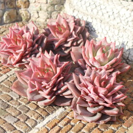 レッドドラゴン カット苗 エケベリア Mサイズ5.5cmポット 韓国苗 Echeveria red doragone 薔薇咲 多肉植物 中型種 ロゼットタイプ きれい かわいい