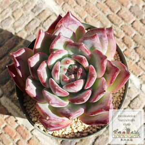 cr[ GPxA 8.5cm|bg Echeveria latumruby KN A ^ [bg^Cv ꂢ 킢 ϗtA