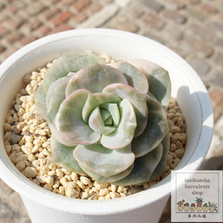 楽天市場】ラブリーローズ錦 カット苗 エケベリア Mサイズ5.5cmポット  