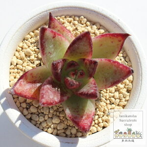 bhG{j[ GPxA MTCY5.5cm|bg KN [bg^Cv A Echeveria red evony