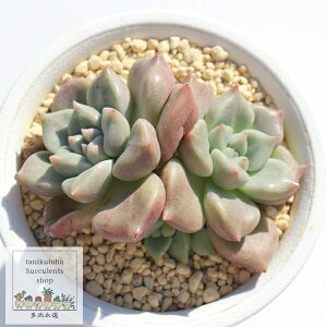 bhhStC Jbgc GPxA MTCY5.5cm|bg KN [bg^Cv A Echeveria red doragon fry