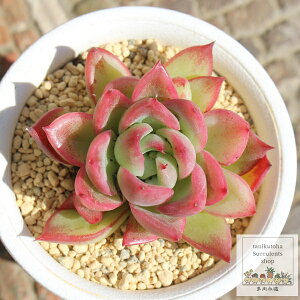ь畨 ixt GPxA MTCY5.5cm|bg Echeveria KN A ^ [bg^Cv ꂢ 킢