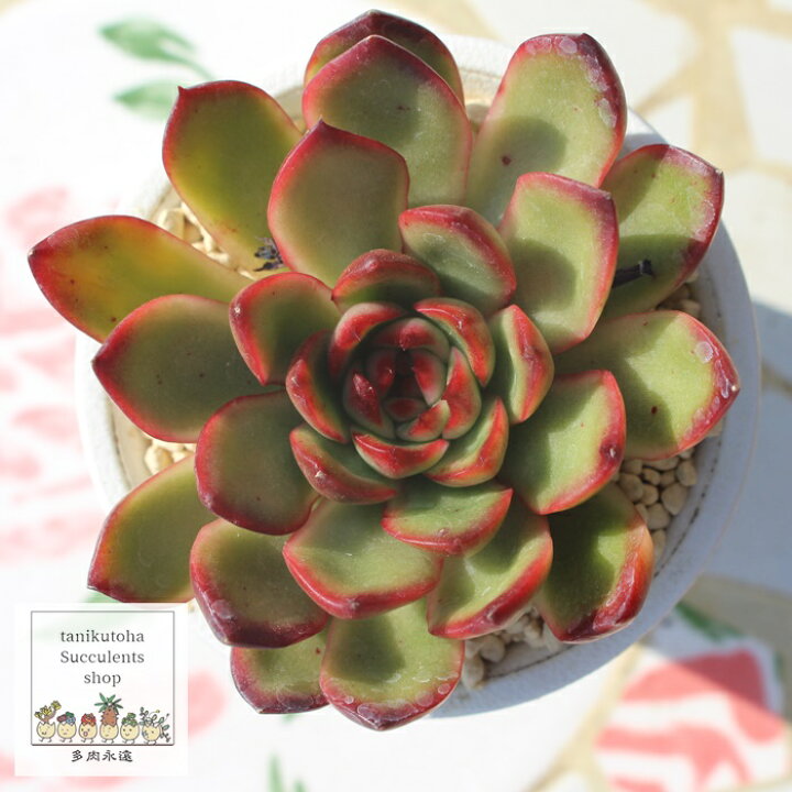 楽天市場】レッドモラン エケベリア 5.5cmポット 韓国苗 Echeveria RED  