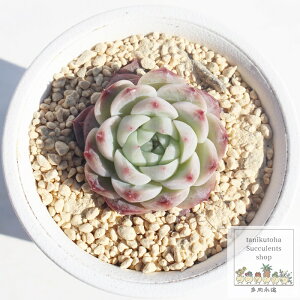 bhxxbg GPxA 6cm|bg ؍c Echeveria red velvet A `^ [bg^Cv ꂢ 킢 ϗtA