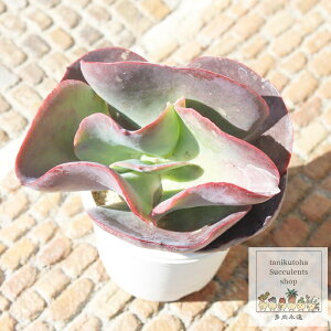 Xv_[ GPxA LTCY Jbgc Echeveria cv 'splender' KN A ^ ^Cv ꂢ 킢