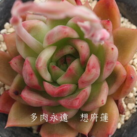 相府蓮（そうふれん） エケベリア Mサイズ6cmポット Echeveria AGAVOIDES 'PLOLIFELA' 薔薇咲 多肉植物 小〜中型種 ロゼットタイプ きれい かわいい