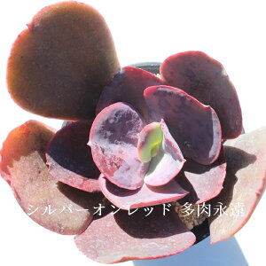 シルバーオンレッド エケベリア カット苗 Mサイズ6cmポット Echeveria SILVER ON RED 薔薇咲 多肉植物 大型種 葉を重ねるタイプ きれい かわいい