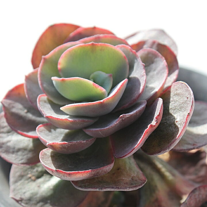 楽天市場】スヨン エケベリア Mサイズ6cmポット Echeveria 薔薇咲  