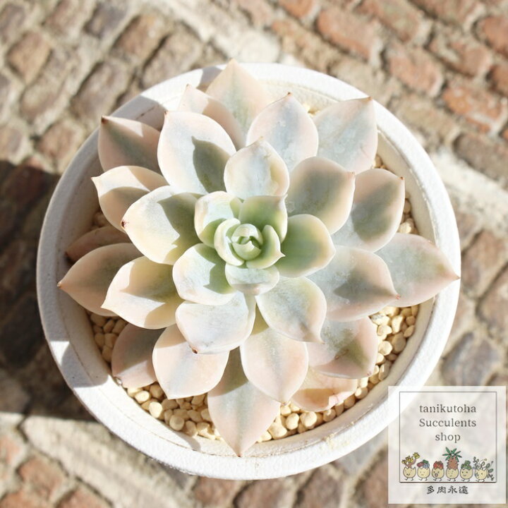 楽天市場】サブセシリス錦 カット苗 エケベリア Mサイズ 5.5cmポット  