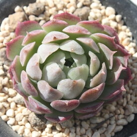 楽天市場 多肉植物 シャーロットの通販