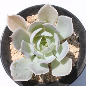 シムランス エケベリア Echeveria 薔薇咲 ロゼット 多肉植物