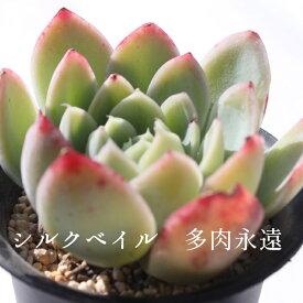 楽天市場 多肉 植物 カット 苗の通販