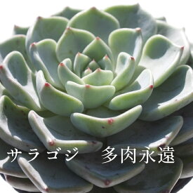 サラゴジ Mサイズ エケベリア 韓国苗 Echeveria SARAGOZI 薔薇咲 多肉植物 小〜中型種 ロゼットタイプ きれい かわいい