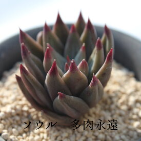 ソウル エケベリア Mサイズ5.5cmポット 韓国苗 多肉植物