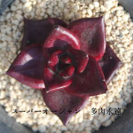 スーパーオーシャン エケベリア 韓国苗 Echeveria SUPER OCEAN 薔薇咲 多肉植物 小〜中型種 ロゼットタイプ きれい かわいい