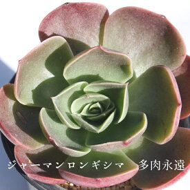 ジャーマンロンギシマ エケベリア Lサイズ7.5cmポット 韓国苗 Echeveria 薔薇咲 ロゼット 多肉植物