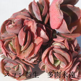 スヨン群生 エケベリア Lサイズ7.5cmポット 韓国苗 Echeveria 薔薇咲 ロゼット 多肉植物