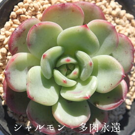 シャルモン エケベリア Mサイズ6cmポット 韓国苗 薔薇咲 ロゼット 多肉植物