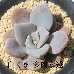  ixt GPxA MTCY5.5cm|bg A `^ td˂^Cv Echeveria SHIROKUMA