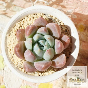 䕕啟 ixt GPxA 5.5cm|bg A `^ Echeveria siroichigofukudaifuku