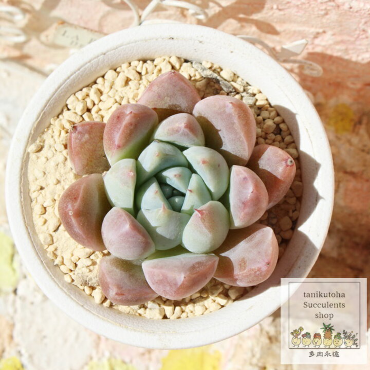 楽天市場】白苺福大福 永遠ラベル付き エケベリア 多肉植物 Echeveria 