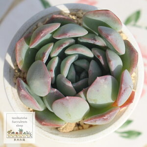 TT GPxA 5.5cm|bg Echeveria sasa KN A `^ [bg^Cv ꂢ 킢